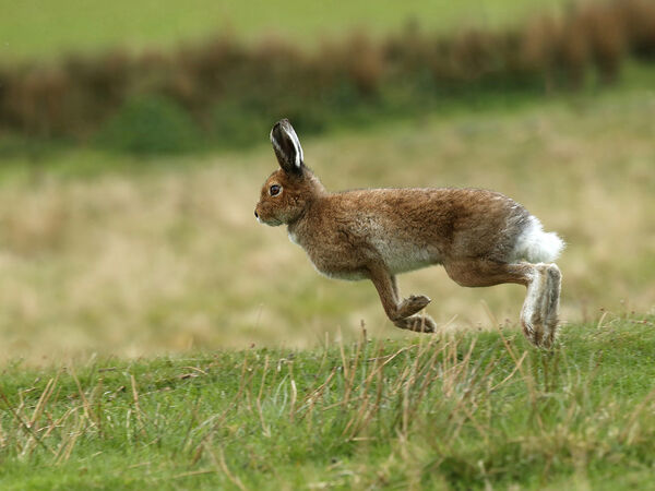 Mountain Hares