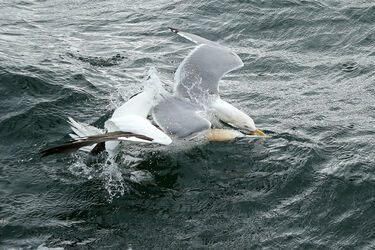 1537 Gannet and Gull