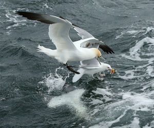 1600 Gannet and Gull