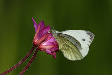 1834 Green-veined  Butterfly