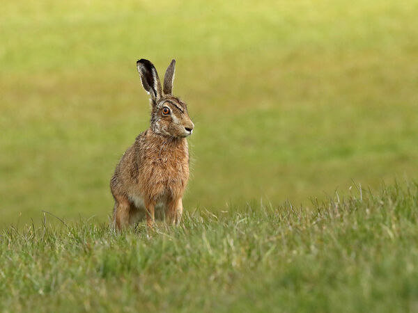 Hares