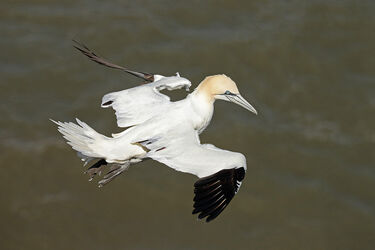 Gannets and Gulls