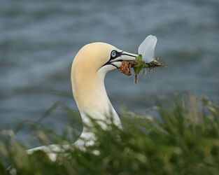 219330 Ganet with Gifts