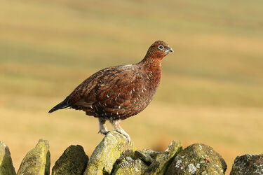 2759 Red Grouse