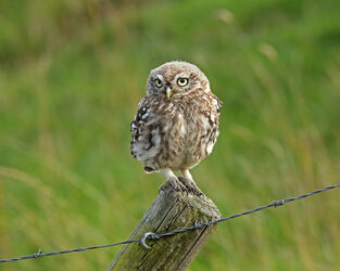 2I6891 Little Owl