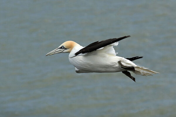 2I9431 Gannet in Flight