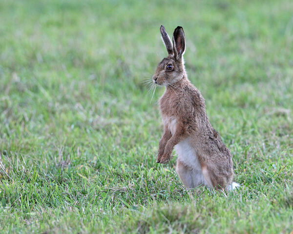 3291 Brown Hare