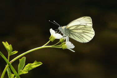 3783 Green-veined+Butterfly
