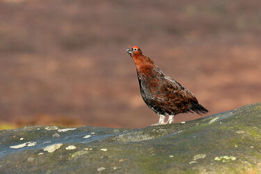 3825 Red Grouse