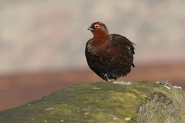 3910 Red Grouse