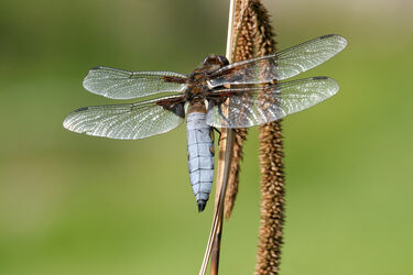 400 Darter Dragonfly
