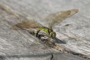 4167 Hawker Dragonfly