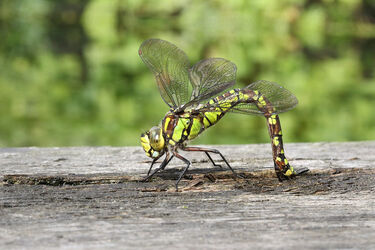 4302 Hawker Dragonfly