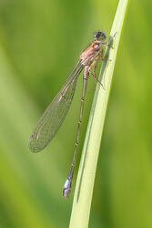 Dragonflies and Damselflies
