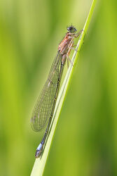 4469 Damselfly