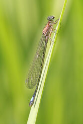4472 Damselfly