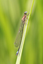 4479 Damselfly