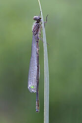 4702 Damselfly