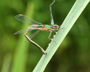 5142 Damselfly