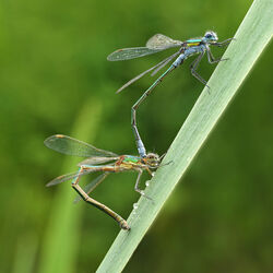5145 Damselfly