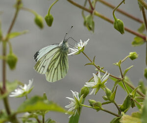 5178 Green-veined Butterfly