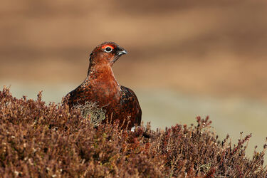 Moorland Birds