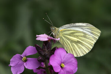 5613 Green-veined Butterfly