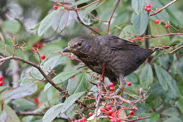 6442 Birds and Berries