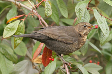 6807 Birds and Berries