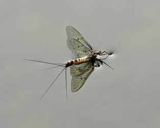 6842 Mayfly