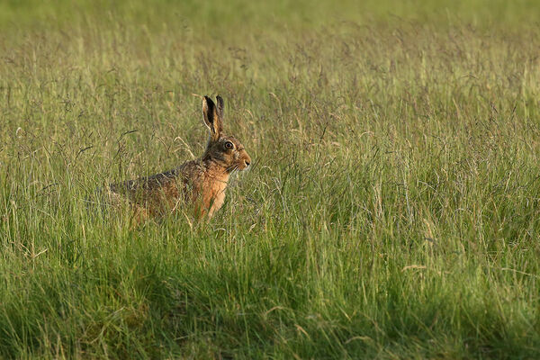 7267 Brown Hare