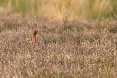 7277 Red Grouse