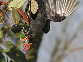 7536 Birds and Berries