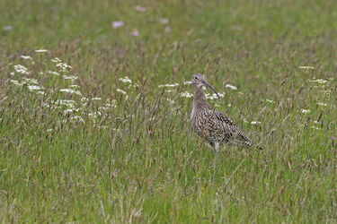 8320 Curlew