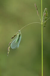 8605 Lacewing