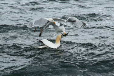 9132 Gannet and Gulls