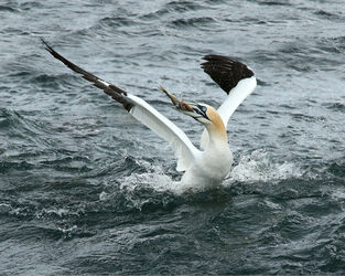 9164 Gannet with Fish