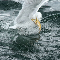 9247 Gull with Fish