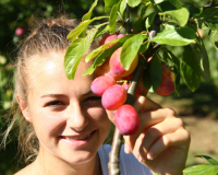 Picking more plums © Paul Marriot