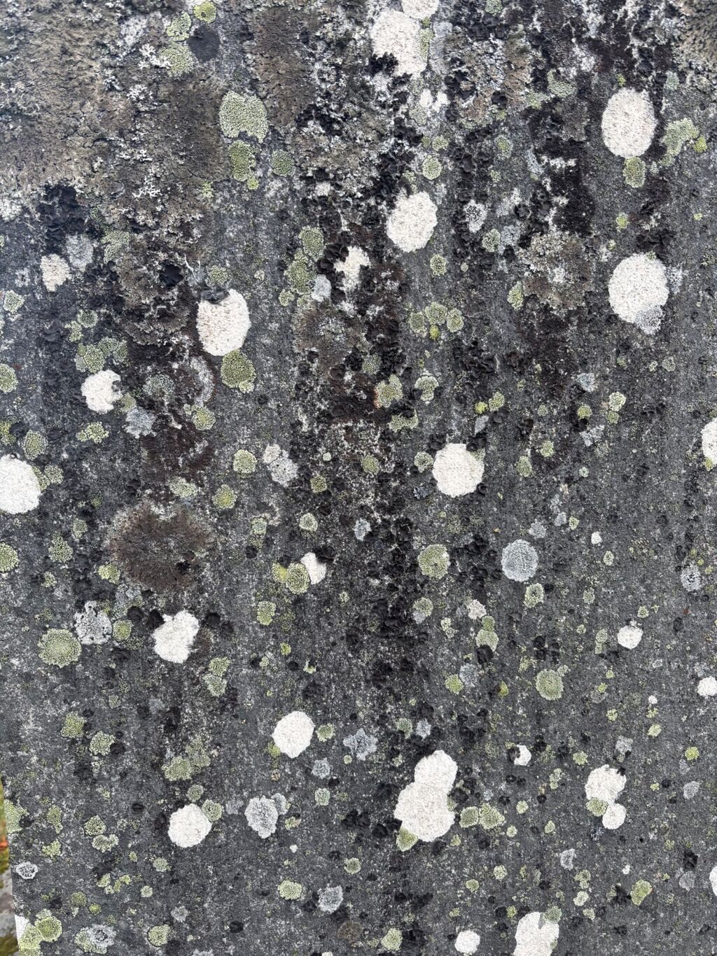 lichen on a grave stone in Crathie Kirkyard
