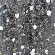 lichen on a grave stone in Crathie Kirkyard