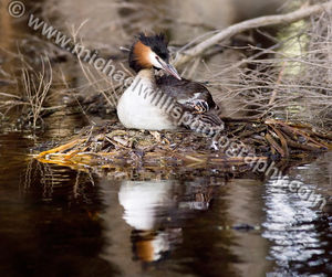 Great Crested Grebe Nest Great Crested Grebe Nest Photography Print