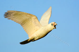 Little Corella Cockatoo Little Corella Cockatoo Photography Print