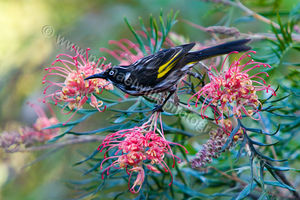 New Holland Honeyeater and Grevillea New Holland Honeyeater and Grevillea Photography Print