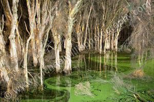 Paperbark Swamp Paperbark Swamp Landscape Photography Print
