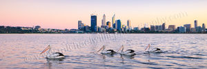 Perth Pelicans at Sunrise Perth Pelicans at Sunrise Landscape Photography Print