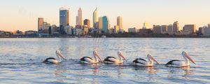 Swan River Pelicans at Sunrise Swan River Pelicans at Sunrise Landscape Photography Print