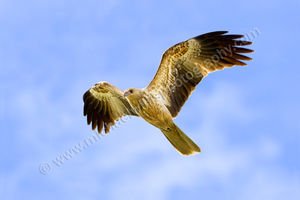Whistling Kite Whistling Kite Photography Print