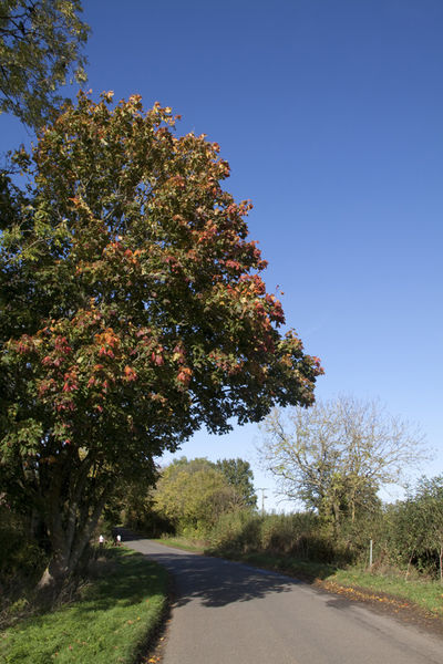 Autumn Weather