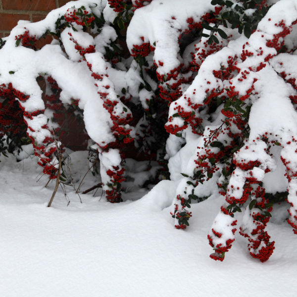 Berries in the Snow 1